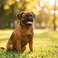 Zdjecie rasy Petit brabançon