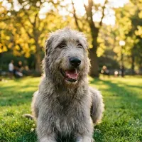 Zdjecie rasy Wilczarz irlandzki