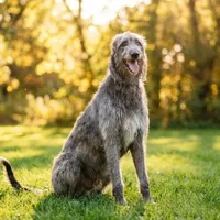 Zdjecie rasy Deerhound