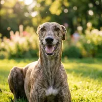 Galgo español
