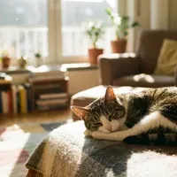 Kot europejski krótkowłosy