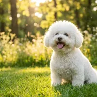 Bichon frise