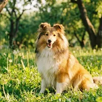 Zdjecie rasy Owczarek szetlandzki