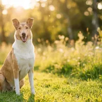 Owczarek szkocki krótkowłosy