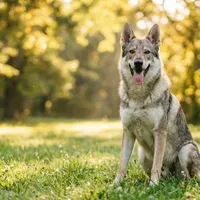 Wilczak czechosłowacki