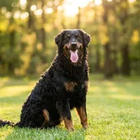 Zdjecie rasy Owczarek chorwacki