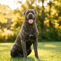 Cane corso