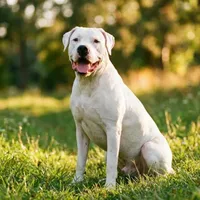 Zdjecie rasy Dog argentyński