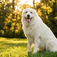 Pirenejski pies górski