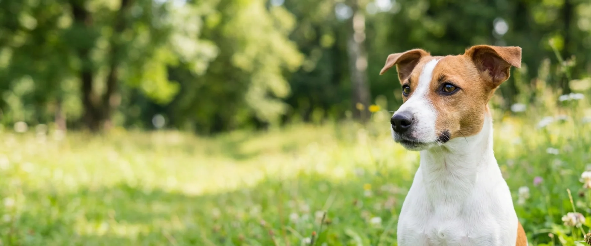 Jack russell terrier