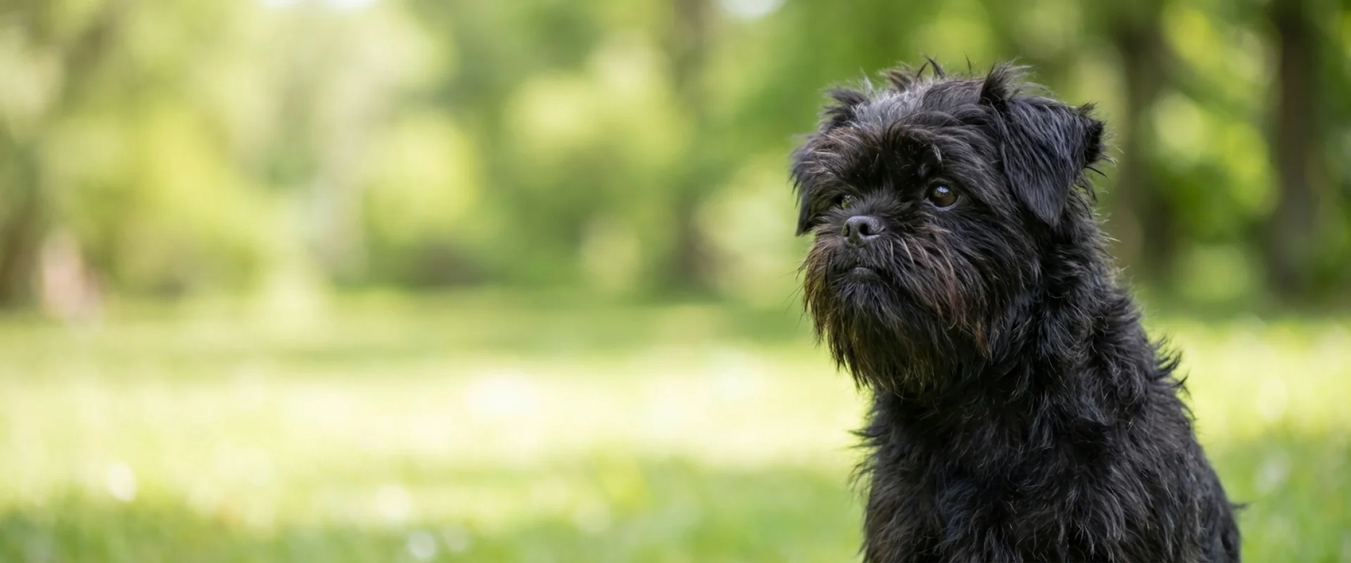 Affenpinscher