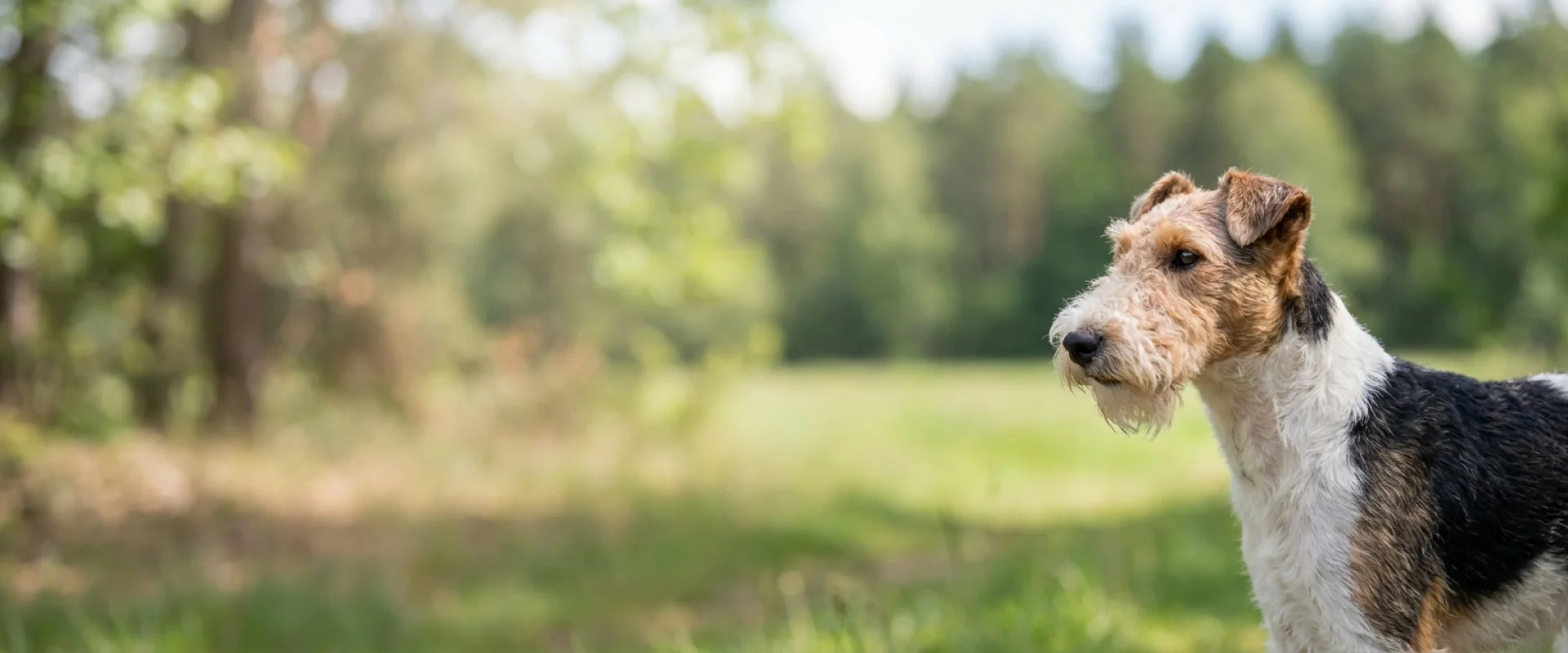 Foksterier szorstkowłosy