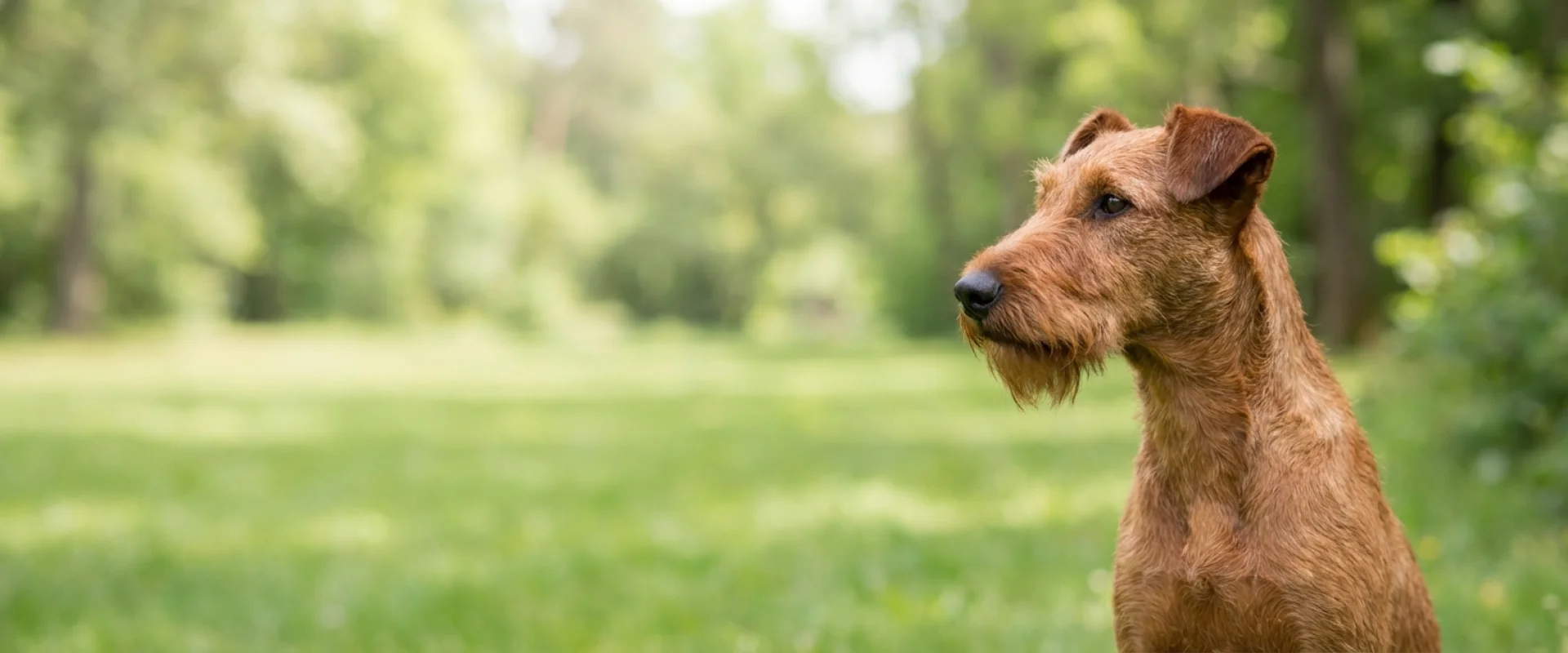 Irish terrier
