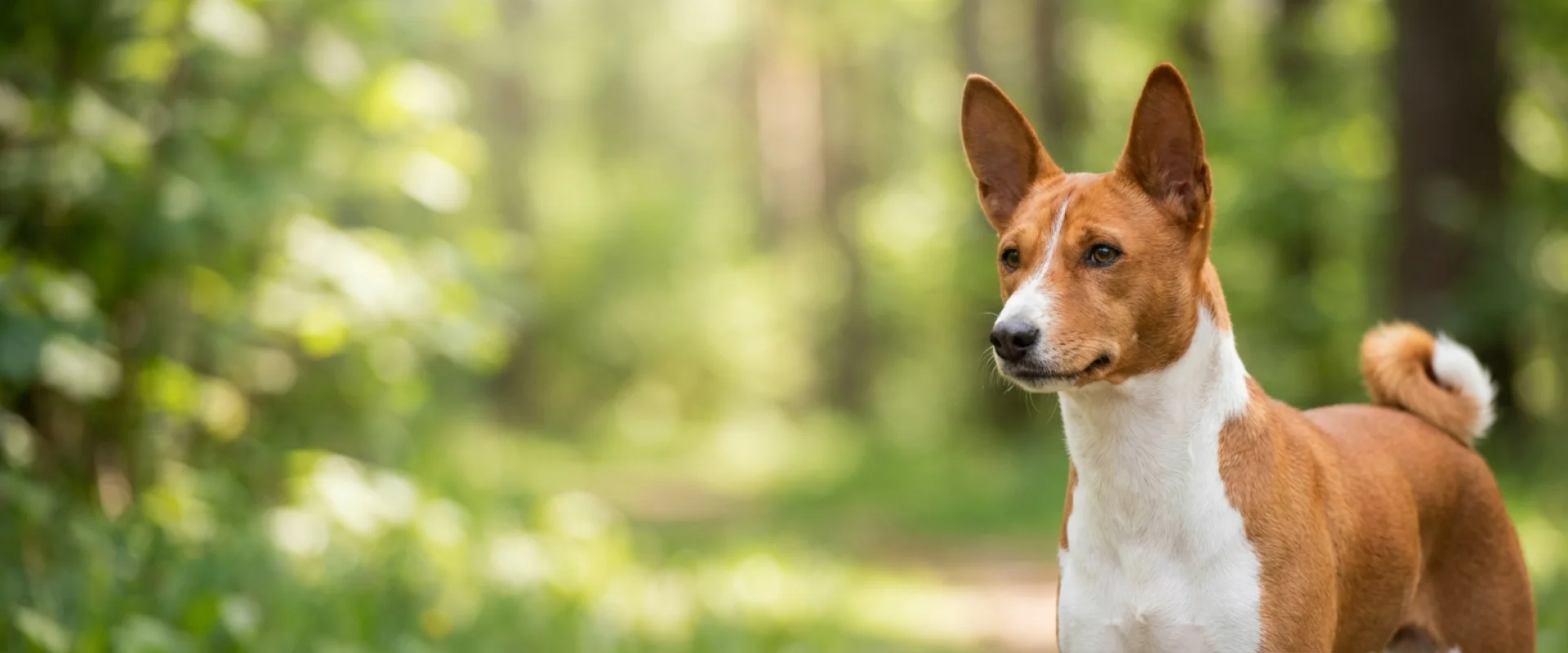 Basenji