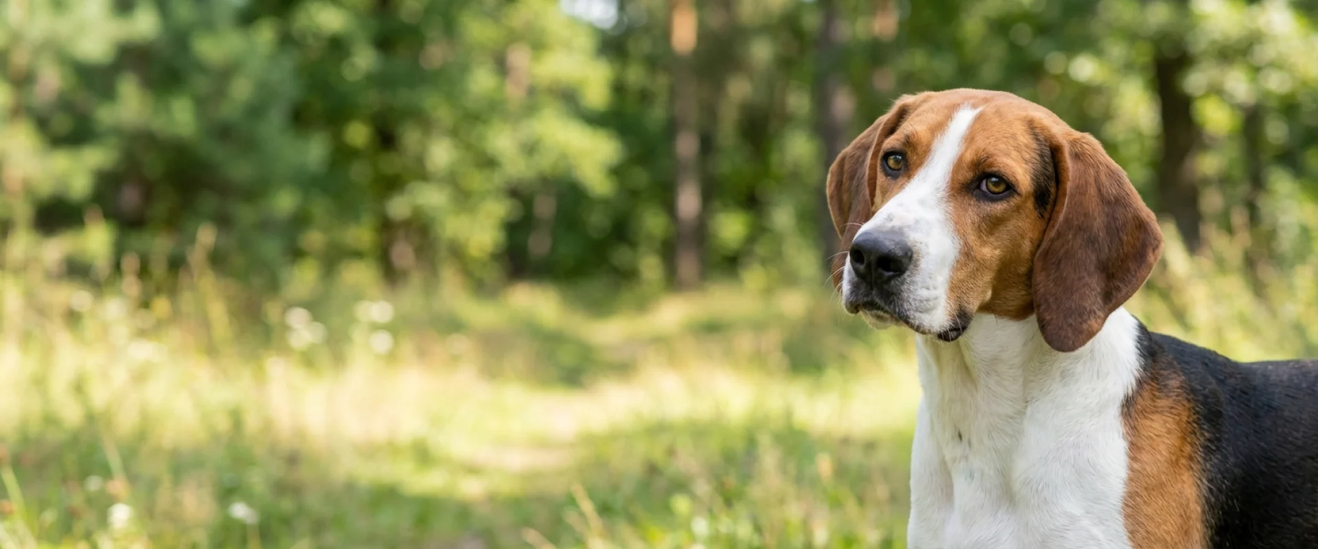 Foxhound amerykański