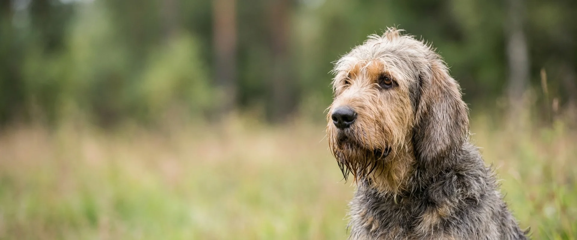 Otterhound