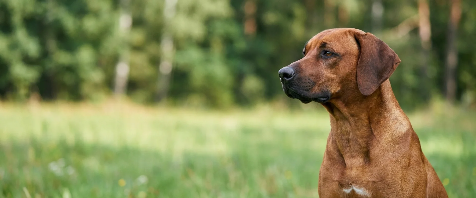 Rhodesian ridgeback