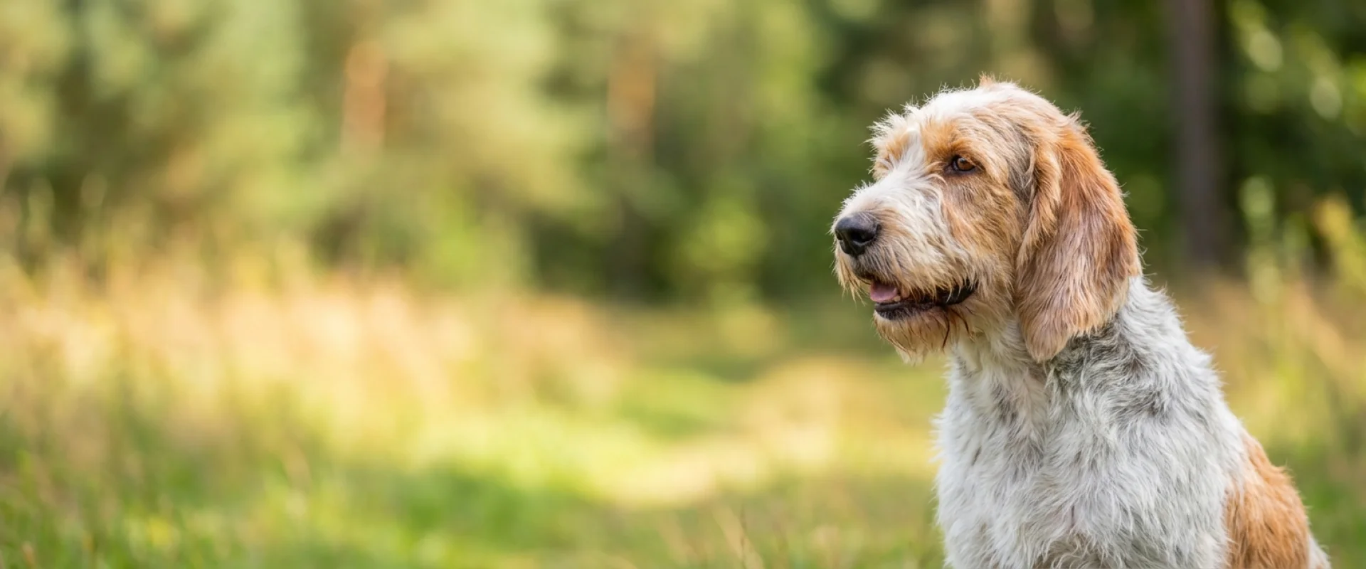 Grand basset griffon vendéen