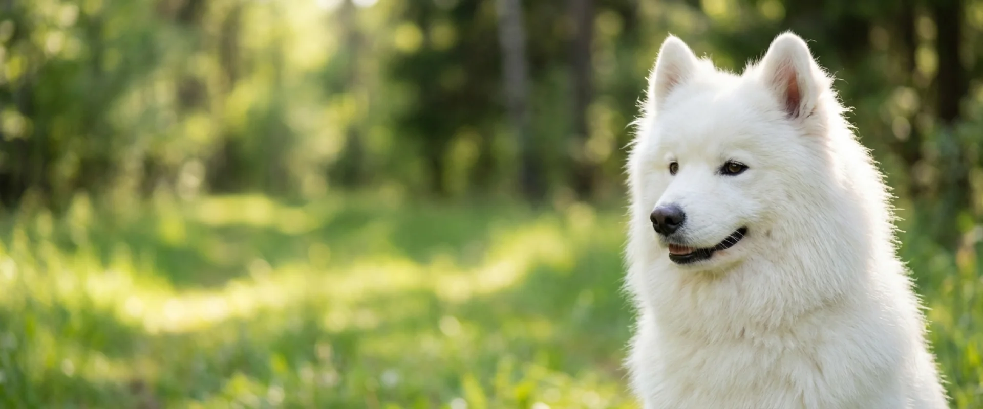 Samoyed