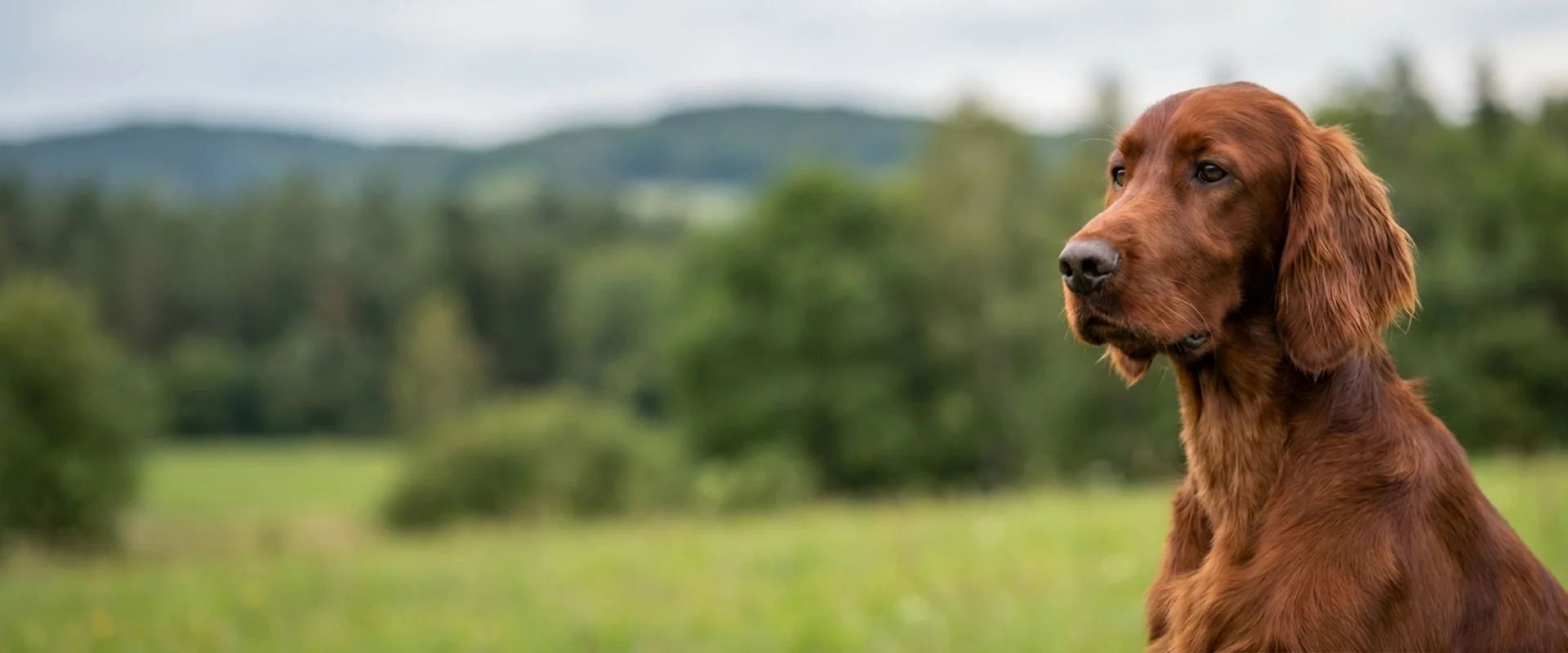 Seter irlandzki czerwony