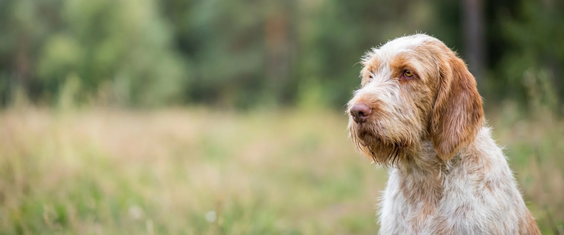 Spinone italiano