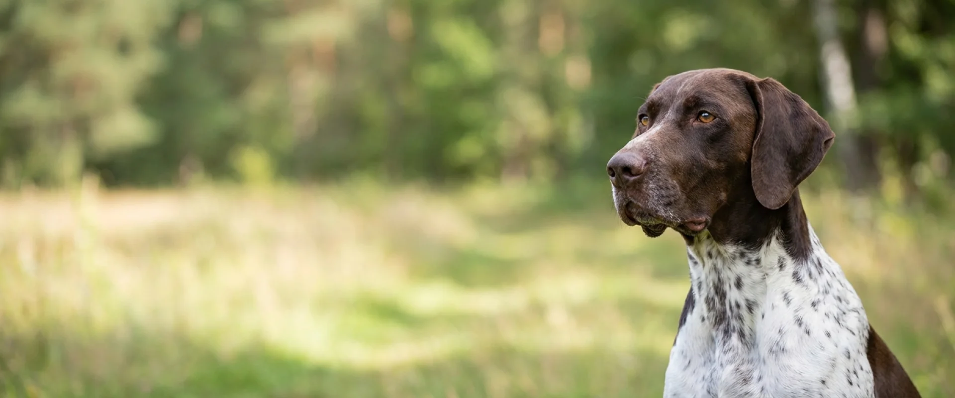 Wyżeł niemiecki krótkowłosy