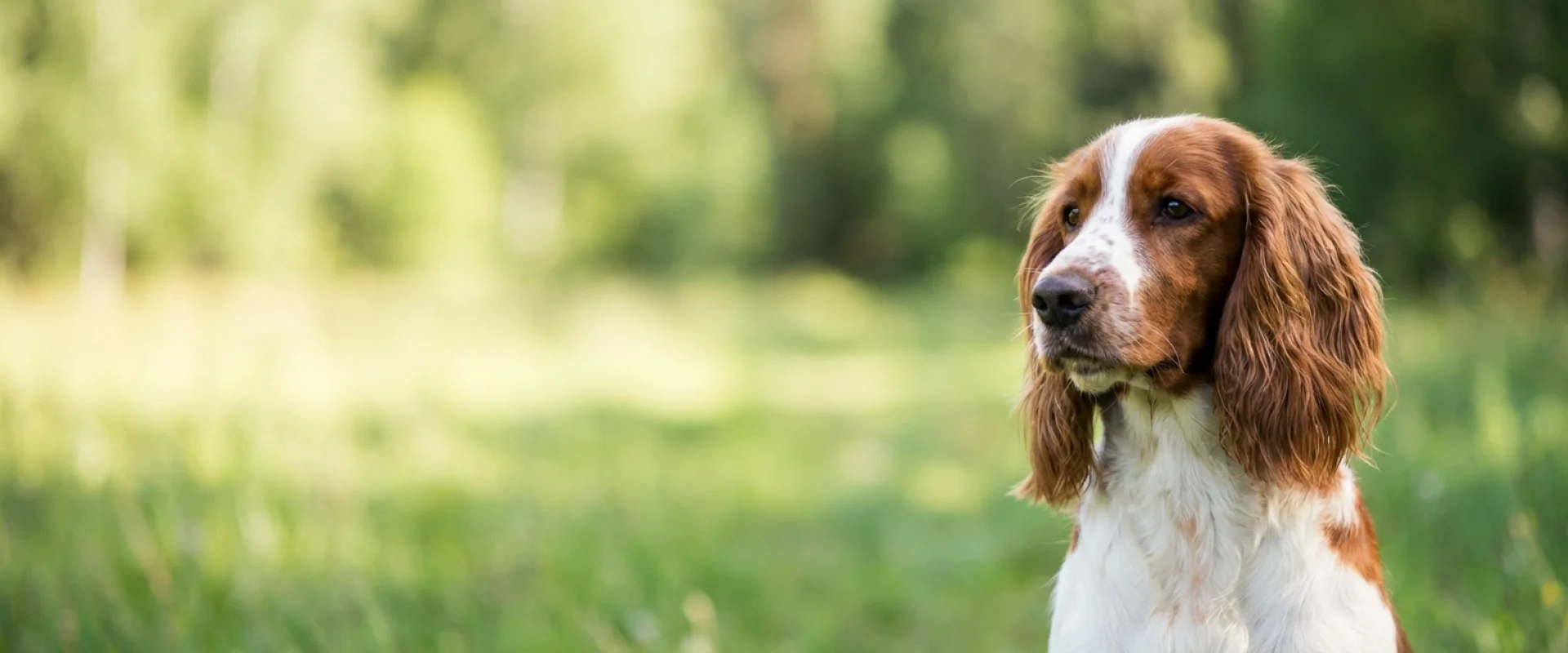 Springer spaniel walijski