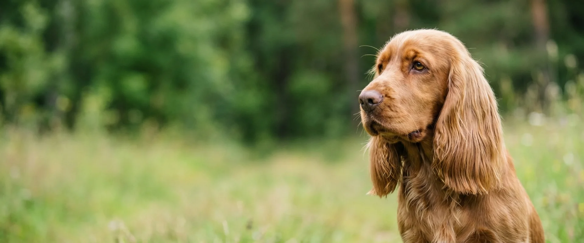 Sussex spaniel