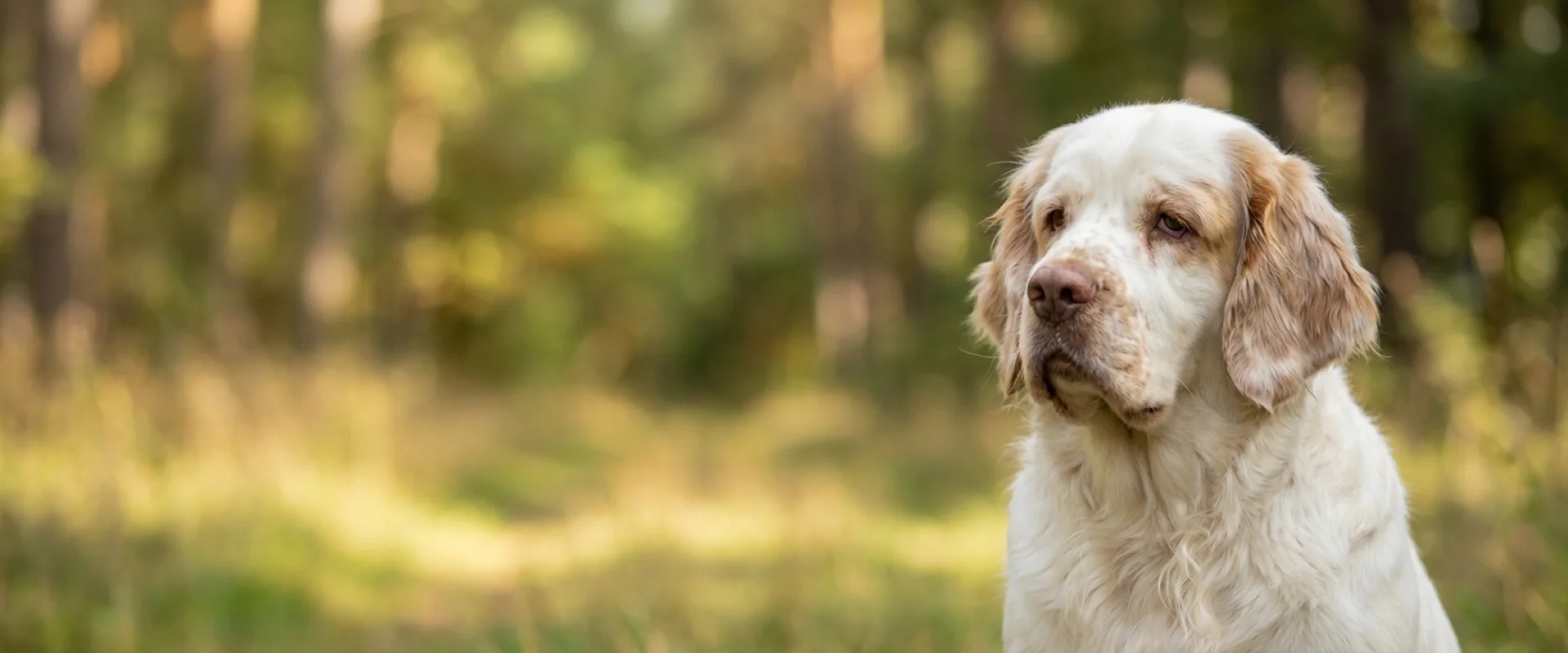 Clumber spaniel
