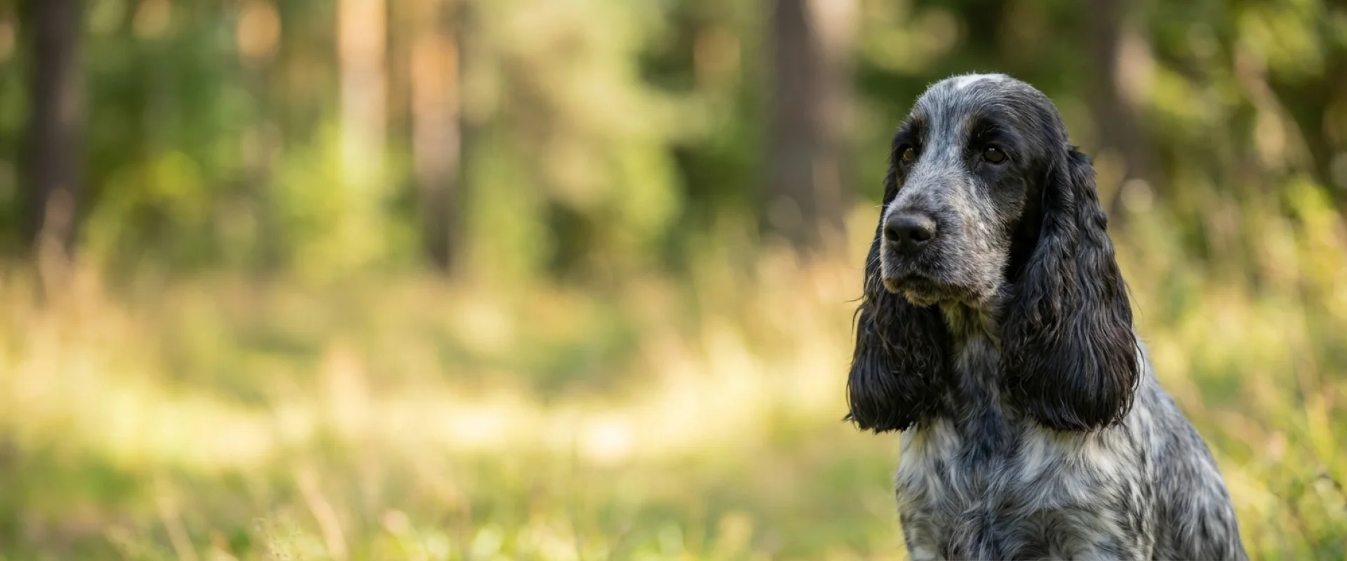 Cocker spaniel angielski