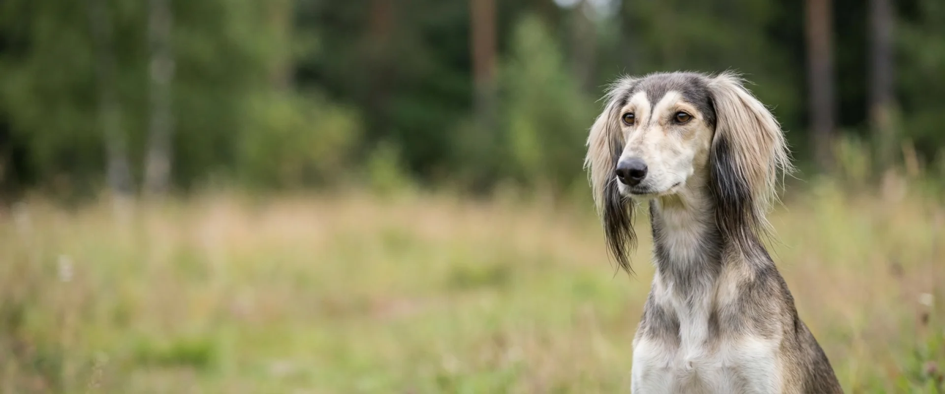 Saluki