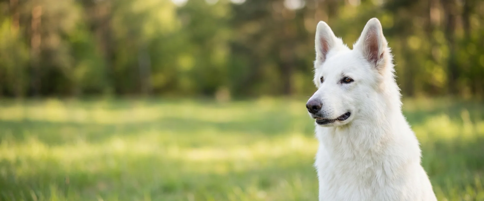 Biały owczarek szwajcarski