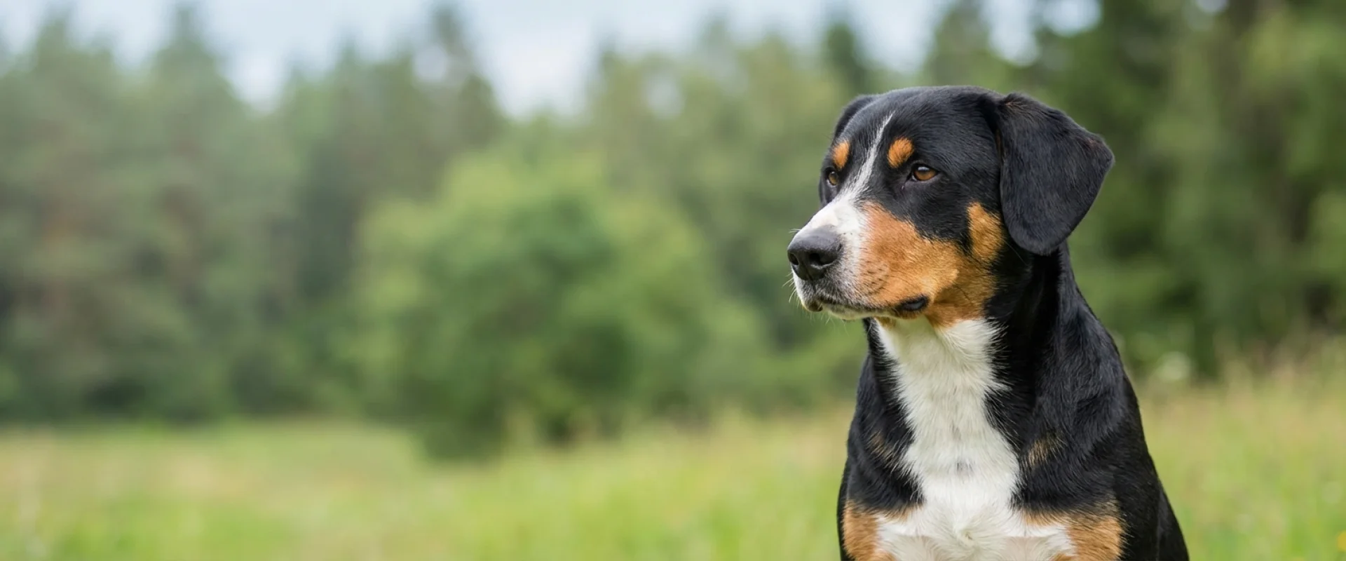 Entlebucher