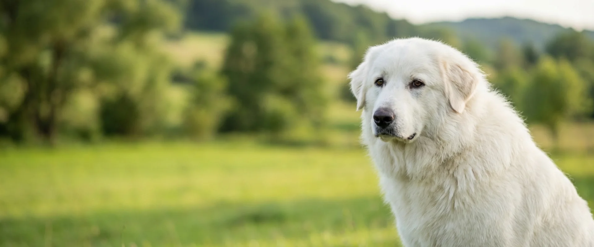 Pirenejski pies górski