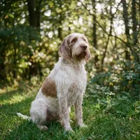 Zdjecie rasy Spinone italiano
