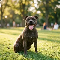 Staffordshire bull terrier